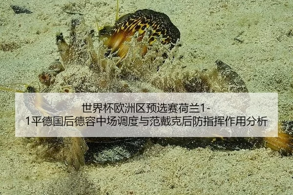 shi-jie-bei-ou-zhou-qu-yu-xuan-sai-he-lan-ping-de-guo-hou-de-rong-zhong-chang-diao-du-yu-fan-dai-ke-hou-fang-zhi-hui-2-634.jpg